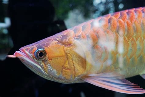 紅龍魚價格|【紅龍魚專賣店推薦】龍世界紅龍魚會館 亞洲龍魚價。